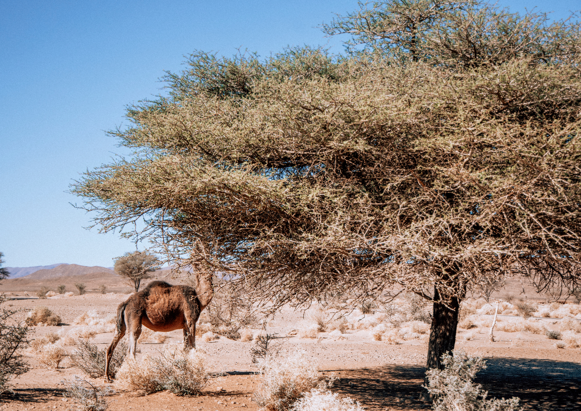 bestmarrakechtours (172)